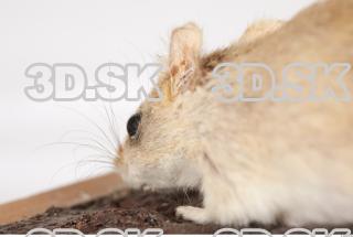 Mouse-Mus musculus 0042